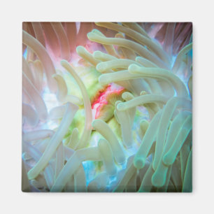 Mehrfarbige Seeanemone Magnet