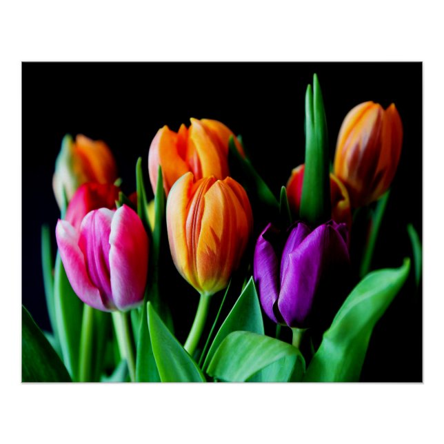 Mehrfarbige Tulip-Blume mit schwarzem Hintergrund Poster (Vorderseite)