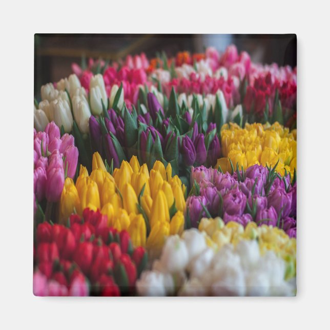 mehrfarbige Tulips Magnet (Vorne)