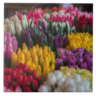 Mehrfarbige Tulpen Fliese