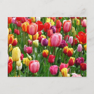 Mehrfarbige Tulpen Postkarte