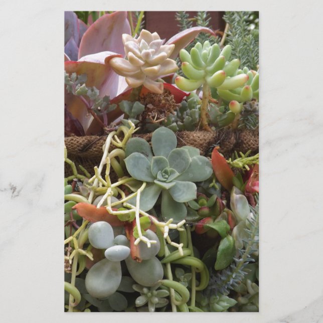 mehrfarbiger Kakteen Briefpapier (Vorderseite)