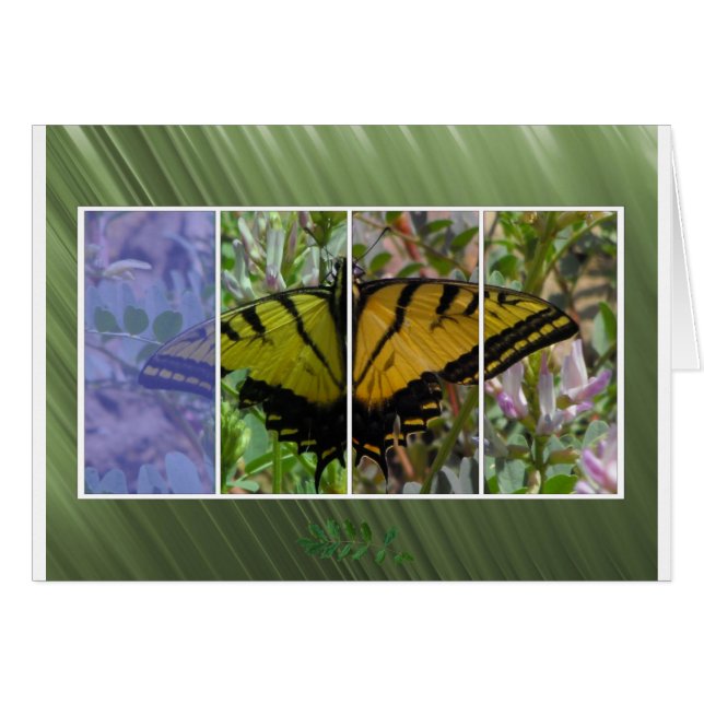 Mehrfarbiger Schmetterling (Vorderseite (Horizontal))