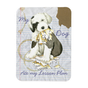 Mein alter englischer Sheepdog hat meinen Lektions Magnet