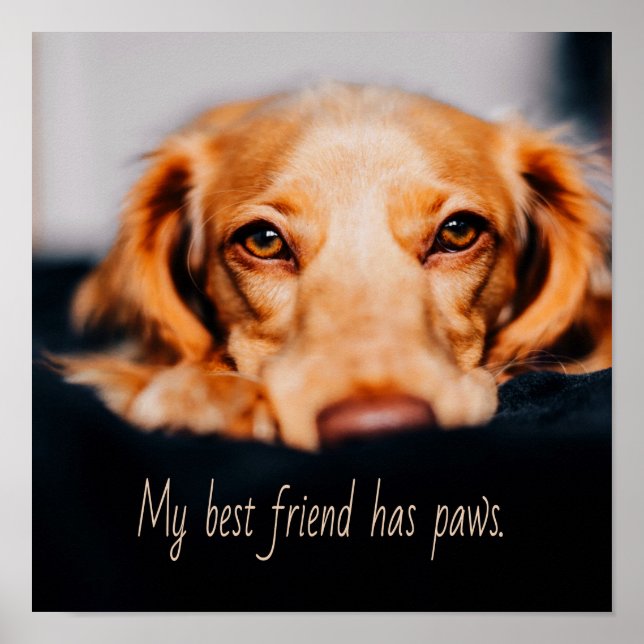 Mein bester Freund hat Pfotenhund, Puppy Meme Poster (Vorne)