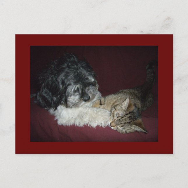 Mein bester Freund Postkarte (Vorderseite)