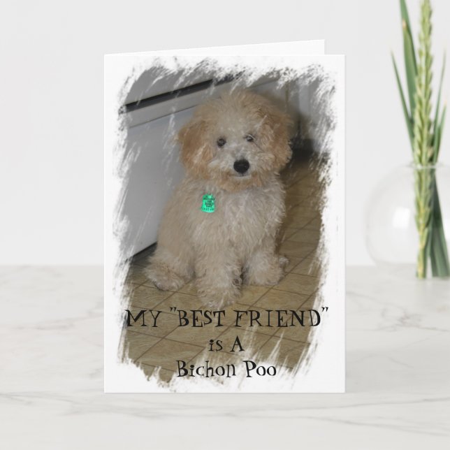 MEIN "BESTES FREUND" ist A Bichon Poo Karte (Vorderseite)