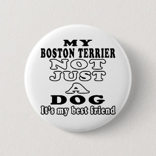 Mein Boston Terrier nicht gerade ein Hund Button