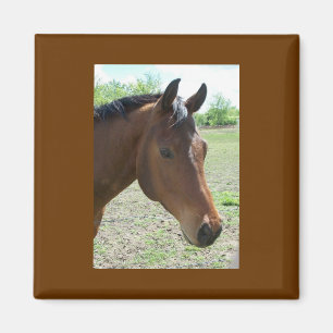 Mein Freund, das Pferd Magnet