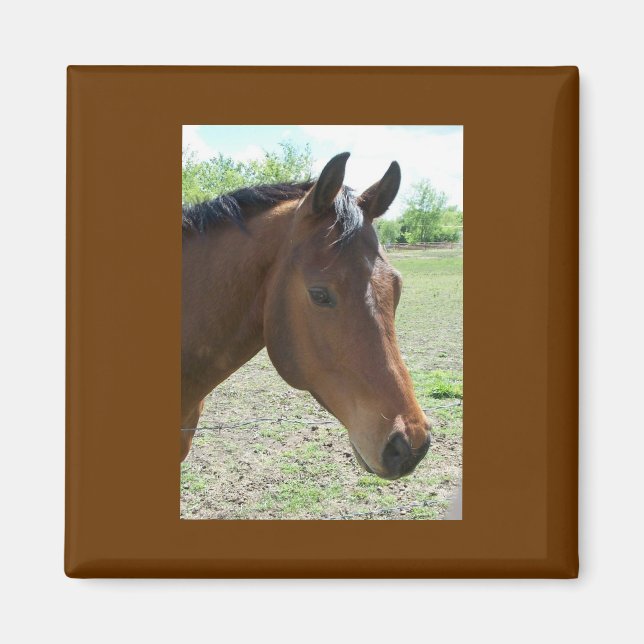 Mein Freund, das Pferd Magnet (Vorne)