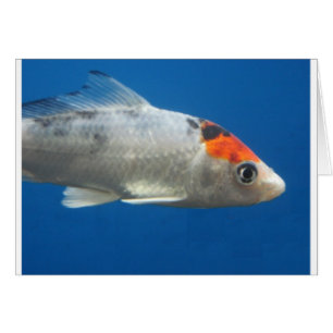 Mein Haustier Koi Fisch