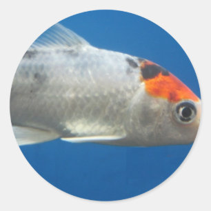 Mein Haustier Koi Fisch Runder Aufkleber