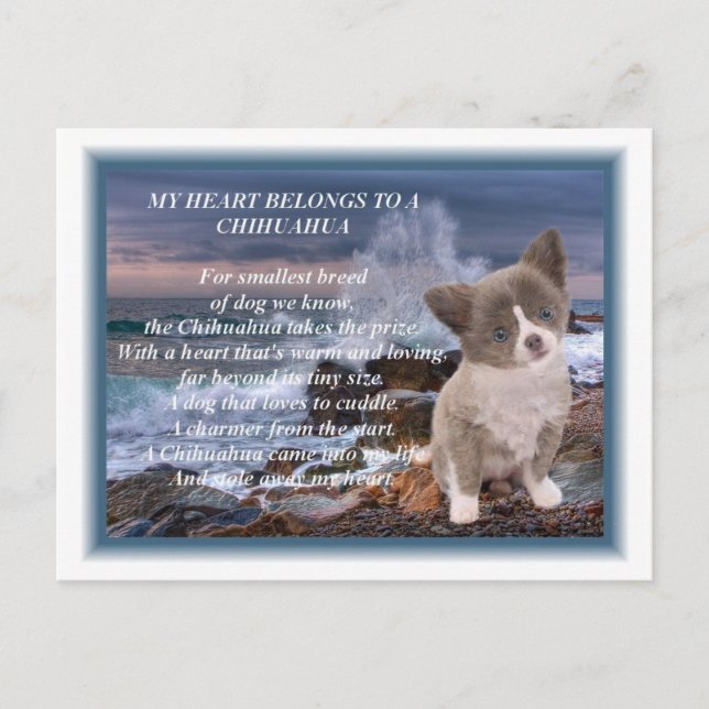 Mein Herz gehört einem Chihuahua-Gedicht Postkarte (Vorderseite)