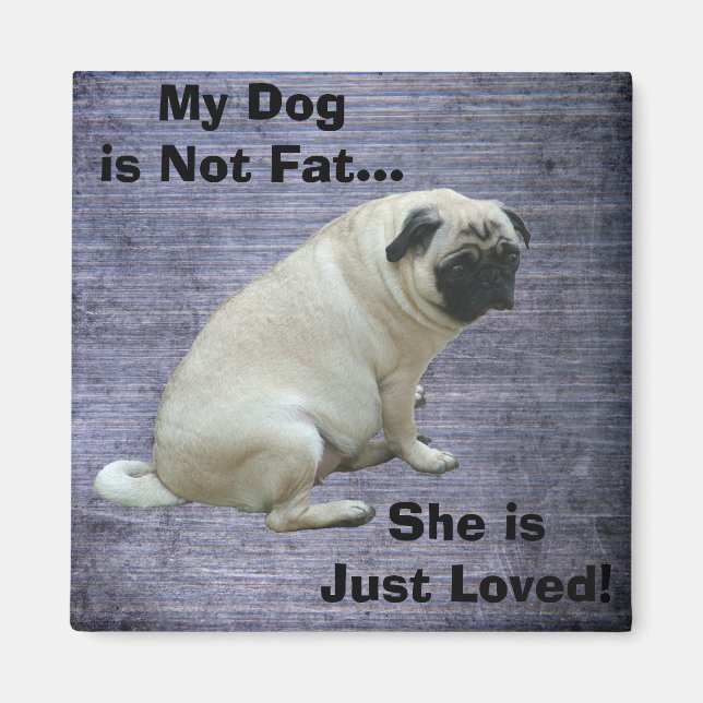 Mein Hund ist nicht fett Mops Magnet (Vorne)