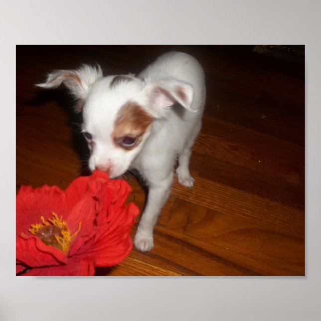 Mein Hund Poster (Vorne)