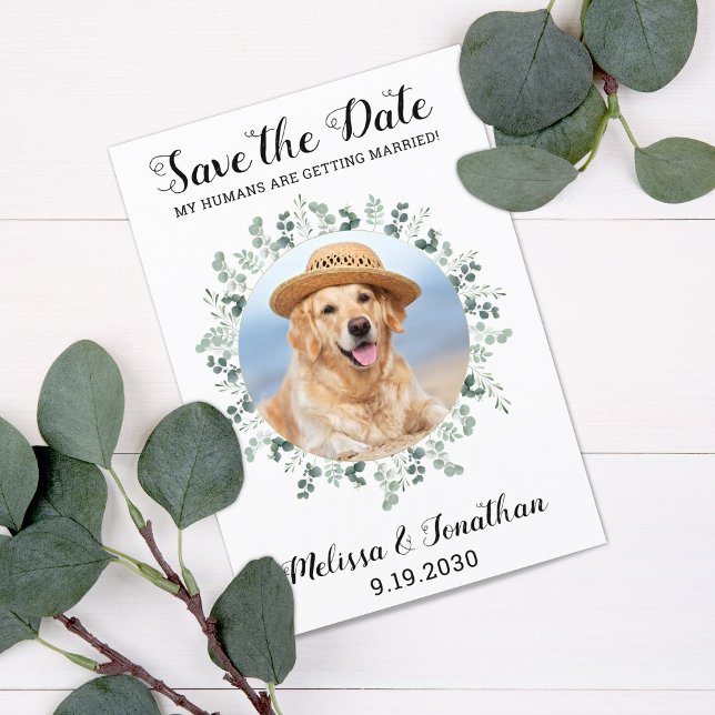 Mein Mensch wird Eukalyptus-Pet-Hund heiraten Save The Date (Von Creator hochgeladen)