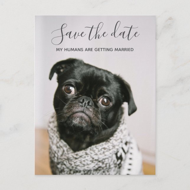 Mein Mensch wird Hund-Foto Save the Date heiraten Ankündigungspostkarte (Vorderseite)