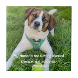 Mein menschliches Foto wird verheiratet, Verlobung Fliese