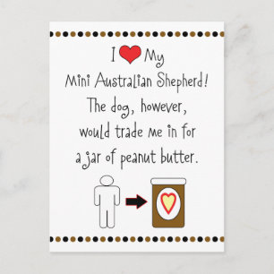 Mein Mini-Australischer Schäferhund Lieben Erdnuss Postkarte