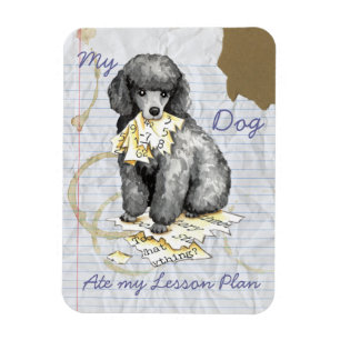 Mein Miniaturpoodle und mein Lektionsplan Magnet