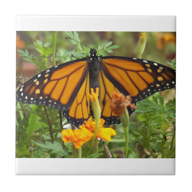 Mein Monarch Butterfly-Fliesen Fliese (Vorderseite)