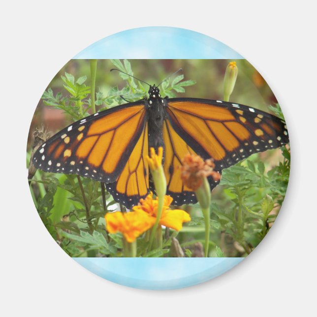 Mein Monarch Butterfly-Magnet Magnet (Vorne)
