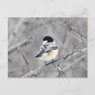 Mein neuer Wintermantel, glänzend! :) Postkarte