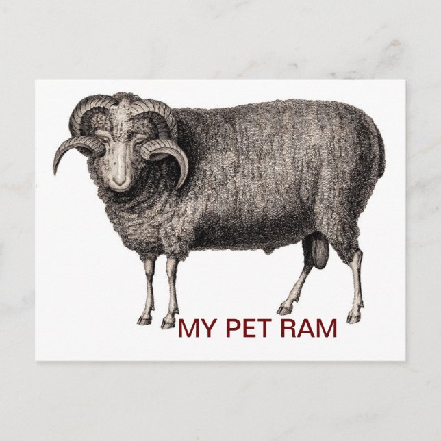 MEIN PET RAM POSTKARTE (Vorderseite)