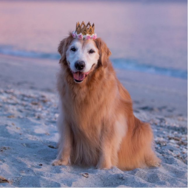 Mein schöner Hund Fotoskulptur (Vorne)