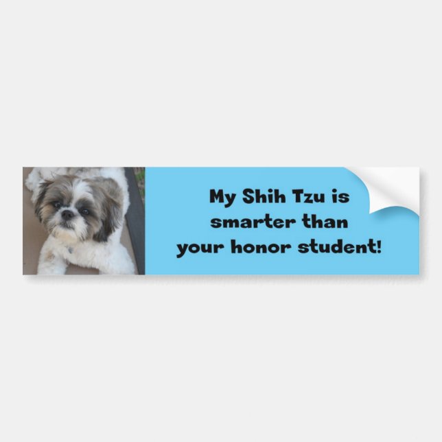 "Mein Shih Tzu ist intelligenter als Ihr Autoaufkleber (Vorne)