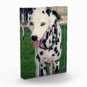 Mein tierischer Freund Lade dein eigenes Bild hoch Fotoblock