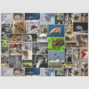 "Mein Tierreich" - Weißbuch über Wildtiere Seidenpapier