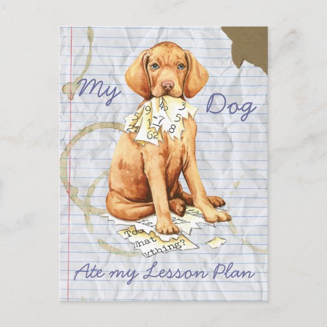 Mein Vizsla Ate mein Lektionsplan Postkarte (Vorderseite)