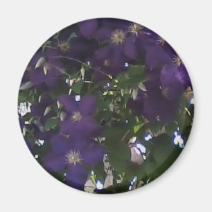 Mein Zellen-Telefon-Foto des Clematis der Mama Magnet