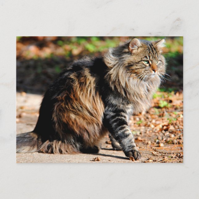 Meine Acorn Maine Coon Cat Postkarte (Vorderseite)