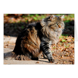 Meine Eichel-Maine-Waschbär-Katzen-Karte