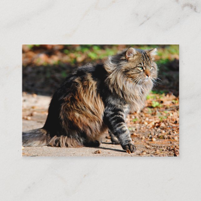 Meine Eichel-Maine-Waschbär-Katzen-Visitenkarten Visitenkarte (Vorderseite)