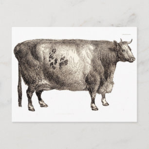 Meine Heimrinde (Bull oder Kuh) Postkarte