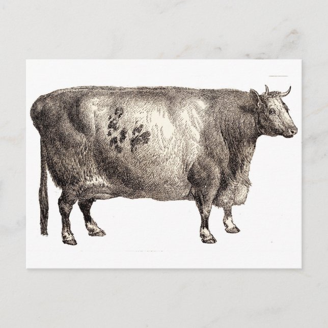 Meine Heimrinde (Bull oder Kuh) Postkarte (Vorderseite)