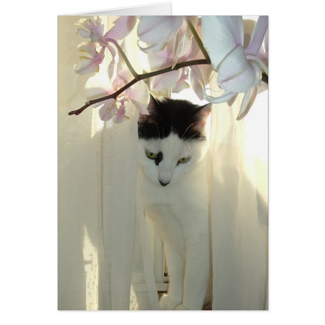 Meine Hübsche Kitty (Vorne)