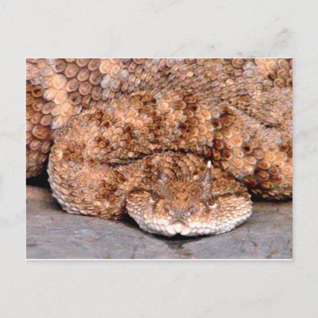 Meine kleine Viper Postkarte (Vorderseite)