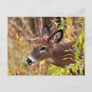 Meine kleine Zunge, Caught! Postkarte