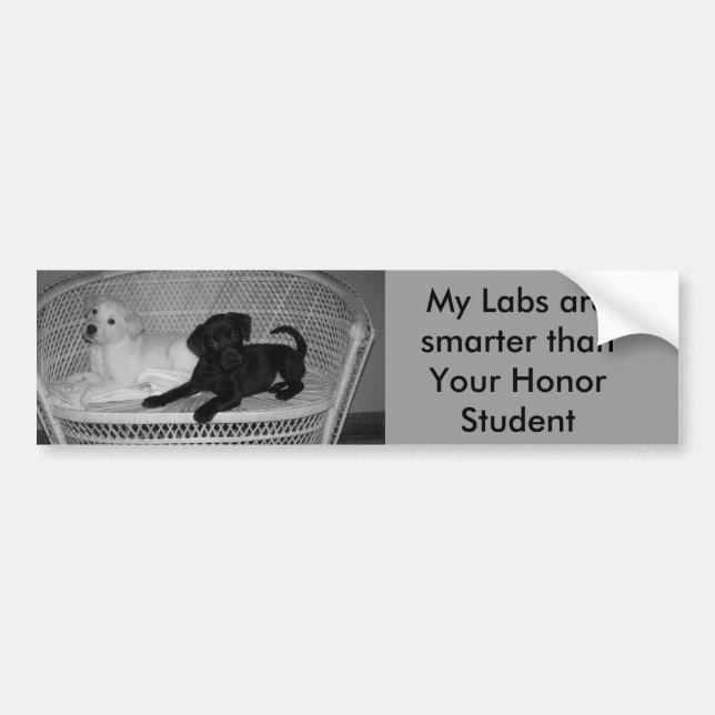 Meine Labradore sind intelligenterer Autoaufkleber (Vorne)