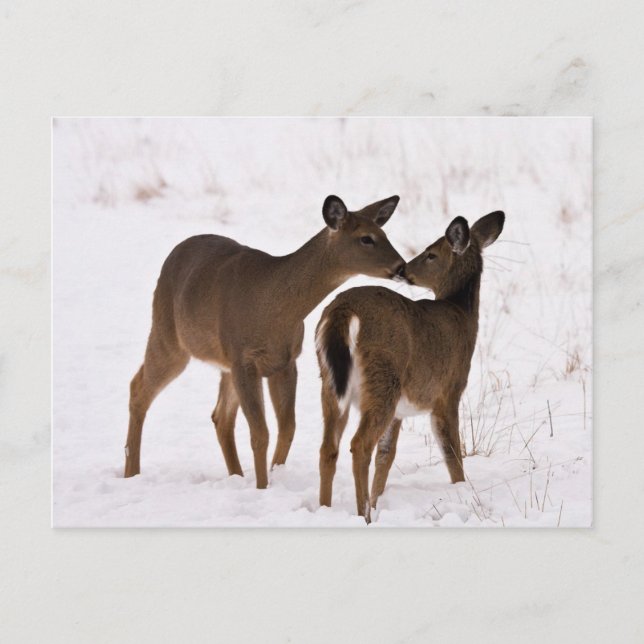 Meine Mama Liebe Postkarte (Vorderseite)