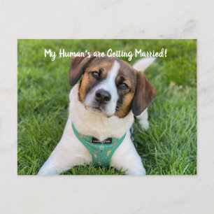Meine Menschen heiraten Hunde-Foto Save The  Ankündigungspostkarte