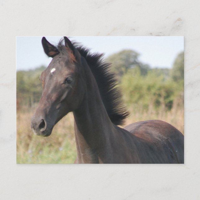 Meine neue Pony Postkarte (Vorderseite)