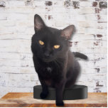 Meine Niedliche Katze Fotoskulptur<br><div class="desc">Nimm deine Katze überall hin, wo du Zeit ohne sie/ihn verbringen musst. Dieses charmante Reitstall hebt sich buchstäblich von den normalen flachen Fotos ab. Wenn Sie Katzenliebhaber sind oder Katzenliebhaber kennen, ist dies ein sicheres Feuergewinn. Ob zum Gedenken oder zum Sake, zeigen Sie Ihre Liebe.</div>