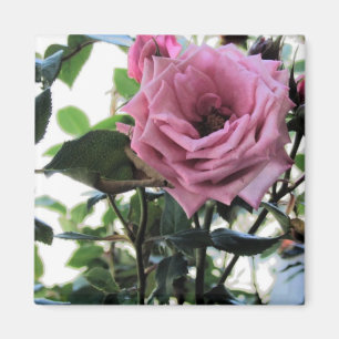 Meine Rose Magnet