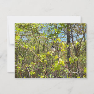Meise Postkarte