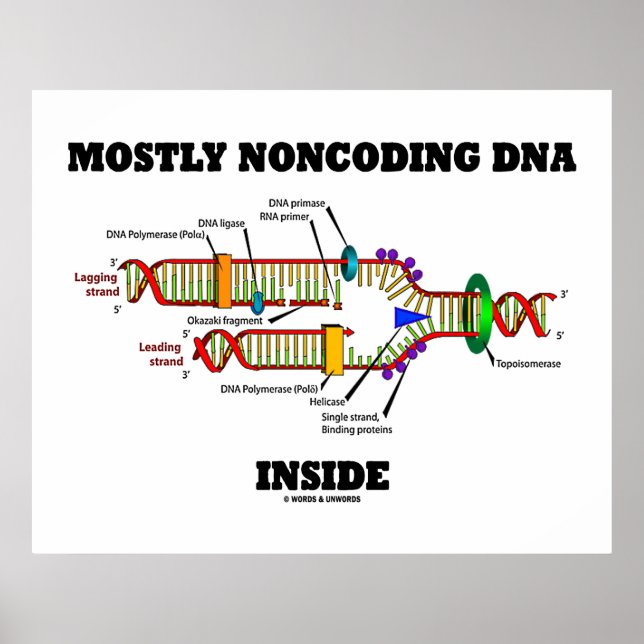 Meist nicht codierende DNA innerhalb (DNA-Replikat Poster (Vorne)
